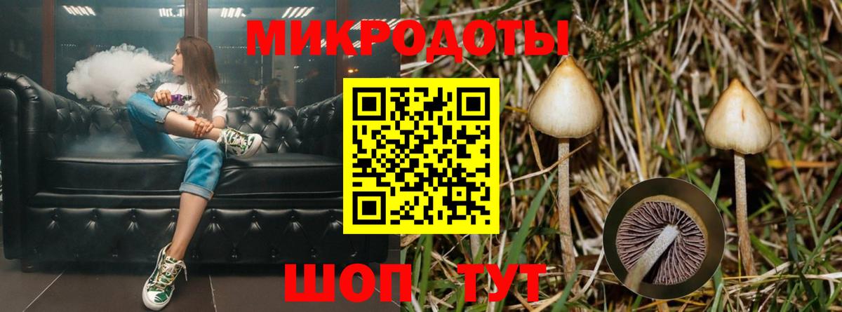 Псилоцибиновые грибы Psilocybine cubensis Тимашёвск